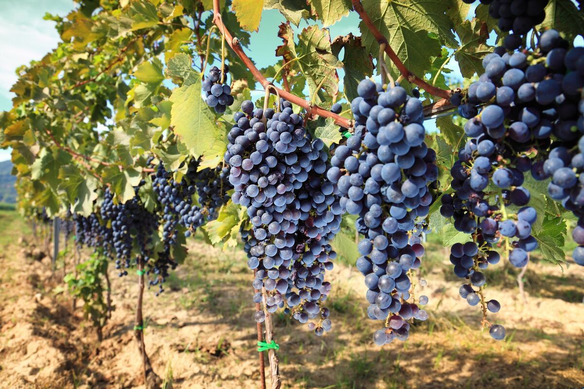 Druivenstruik Duitsland