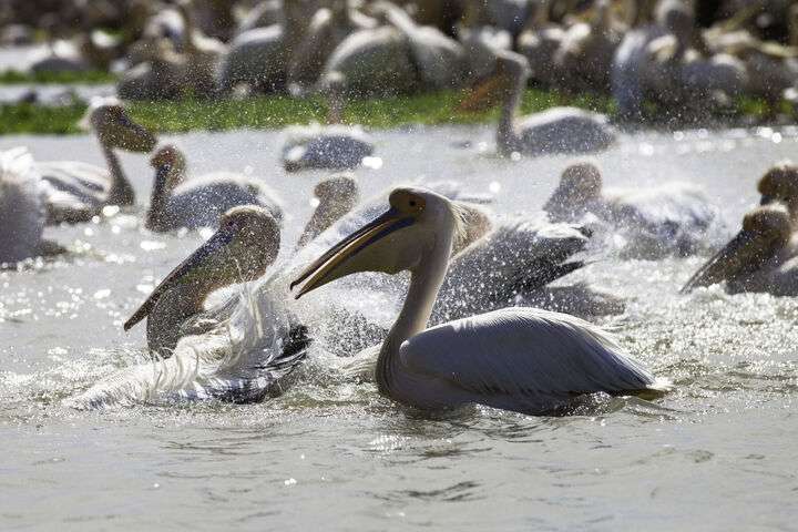 Pelikanen in het park Djoudi