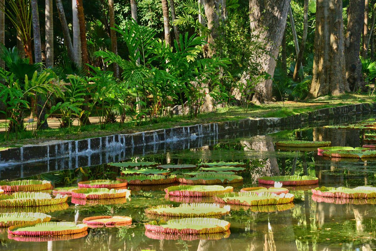 De botanische tuin van Pamplemousses