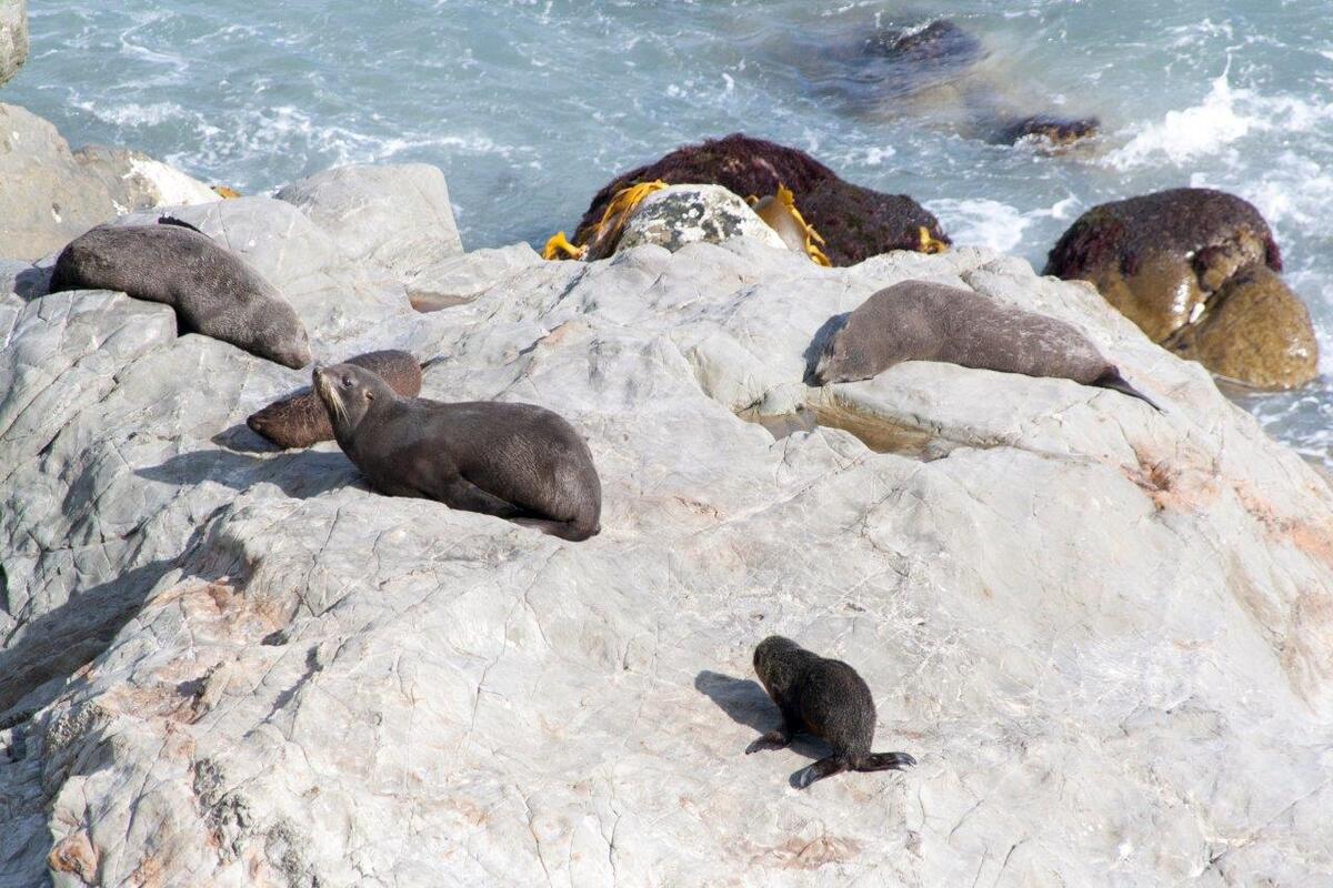 Zeehondjes op rotsen aan het water