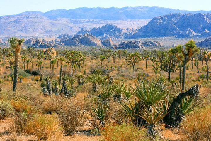 Joshua Tree National Park