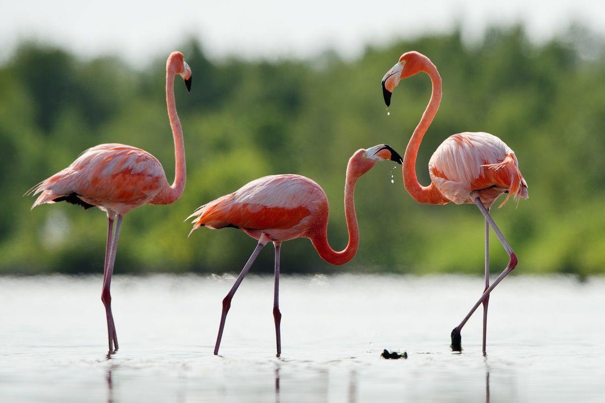 Flamingo's op Bonaire