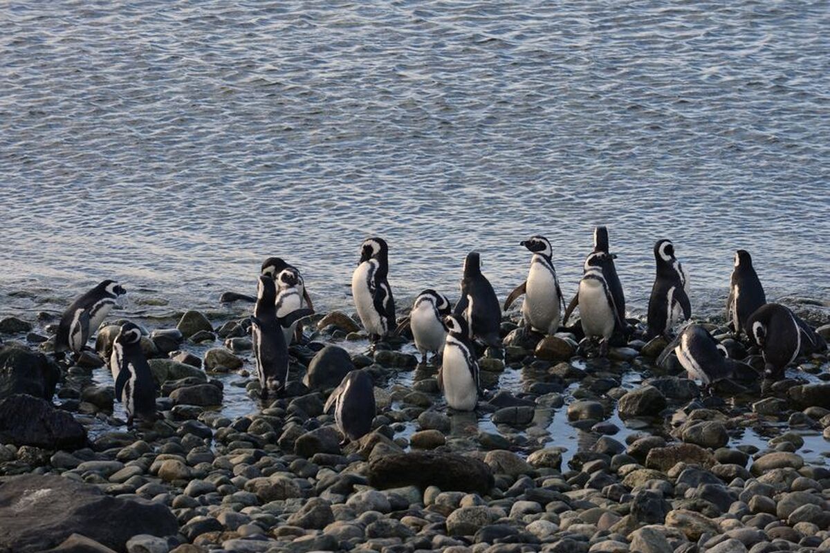 Pinguïns in Chili