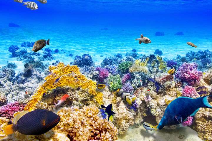 Great Barrier Reef