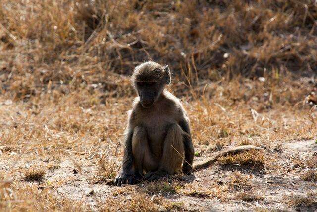 Kampeerreis Zuid-Afrika