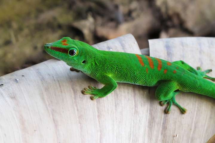 Nationaal Park Masoala