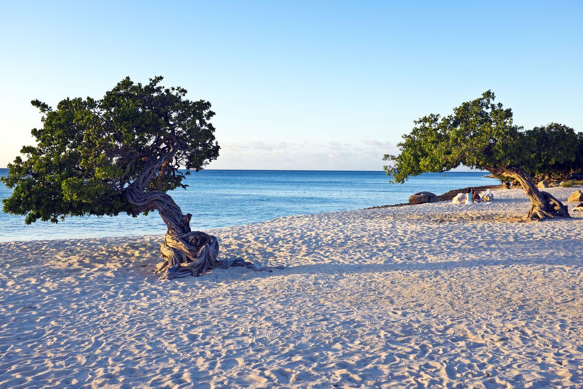 Dividivi bomen op strand Aruba