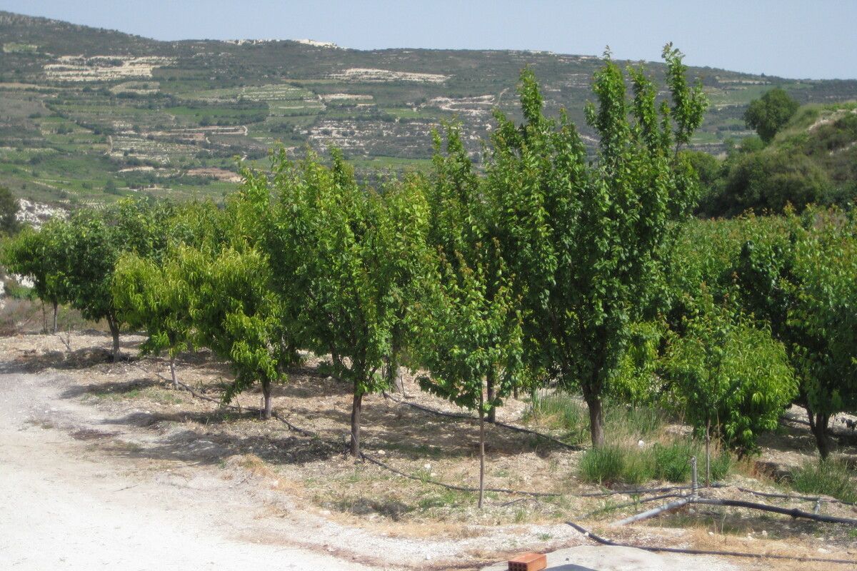 Het landschap van Cyprus