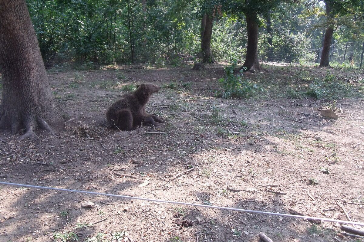 Het uitgestrekte bos 'Bear Sanctuary' waar beren leven in hun natuurlijke omgeving