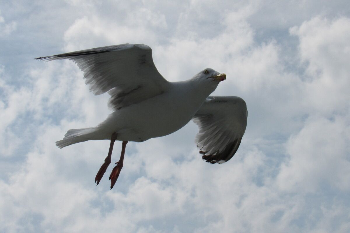 Meeuwen zie je overal hier op Texel