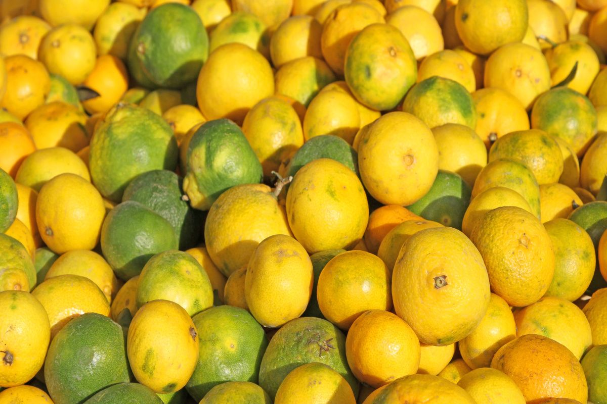 Citrusvruchten op Micronesia