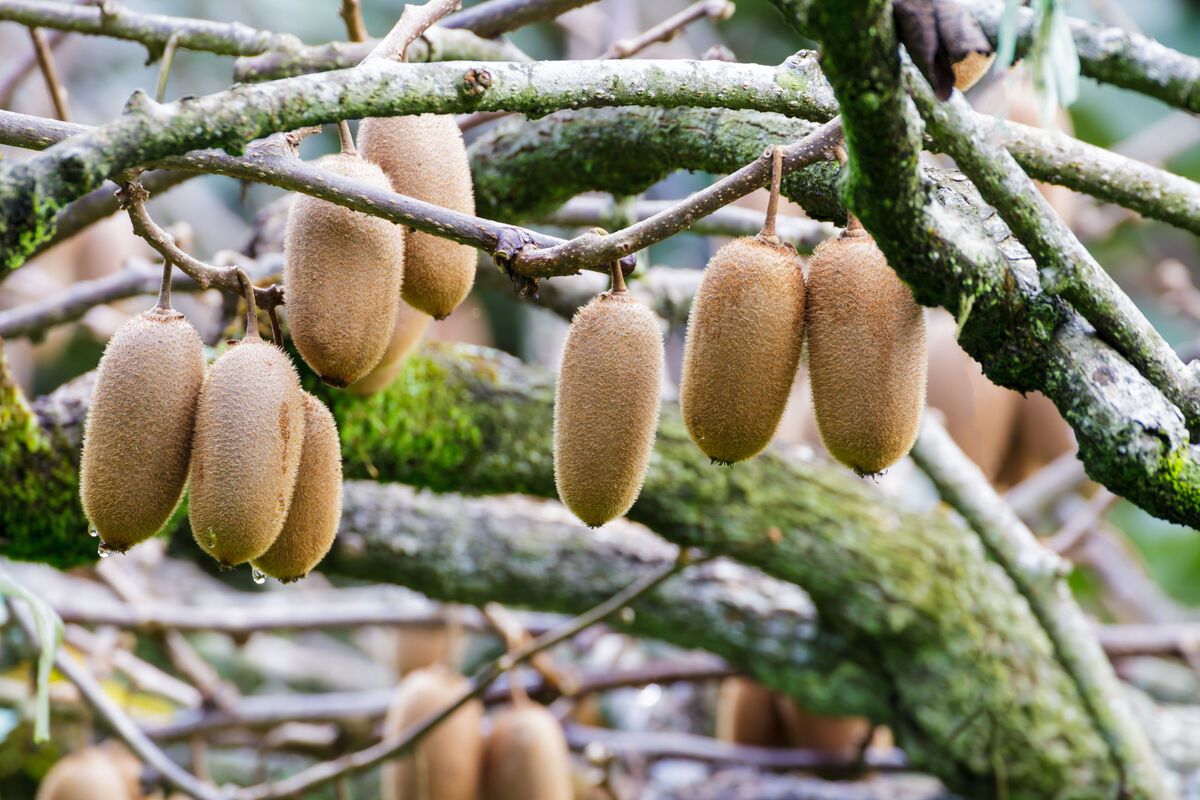 Tak met rijpe kiwi's