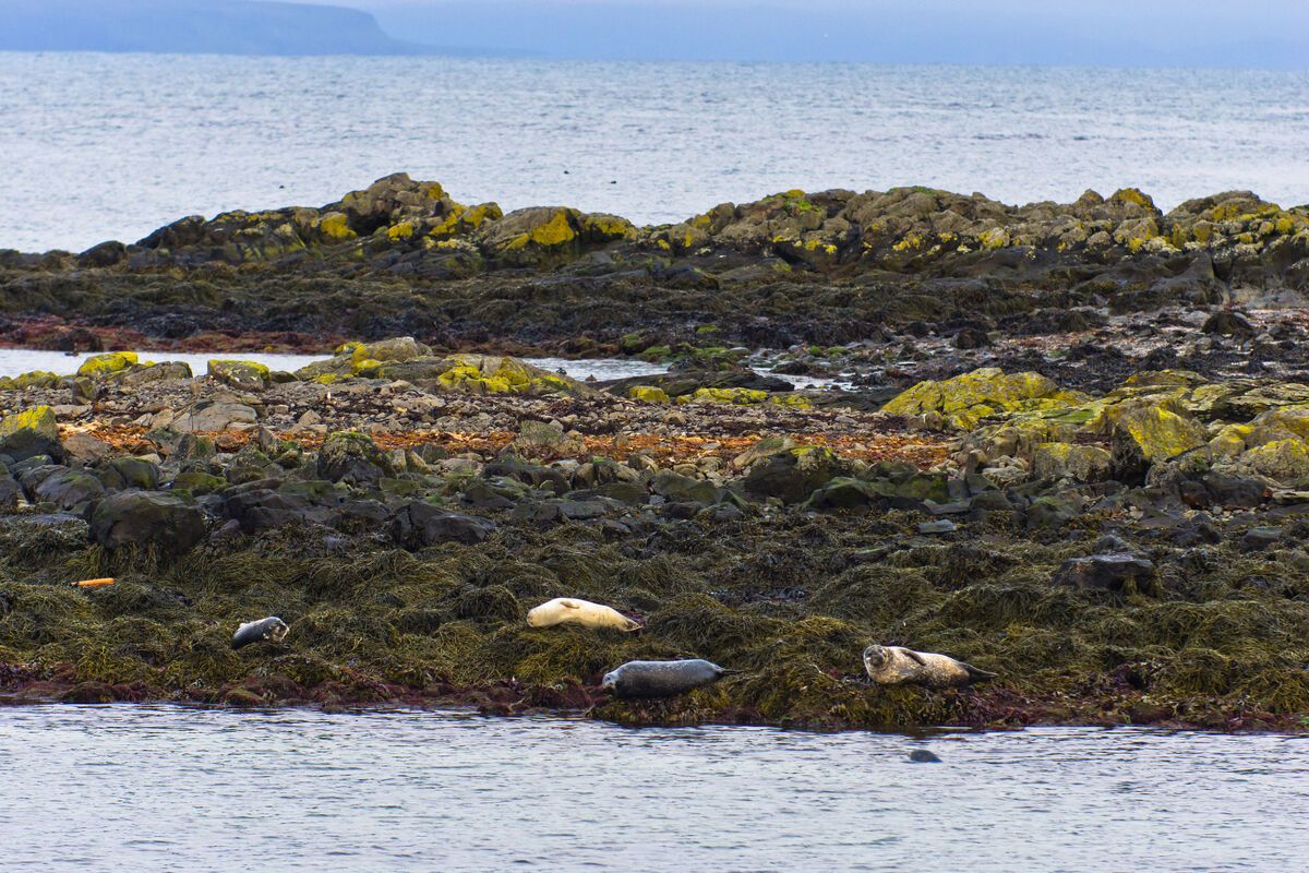 Zeehonden op de rotsen bij Surtsey