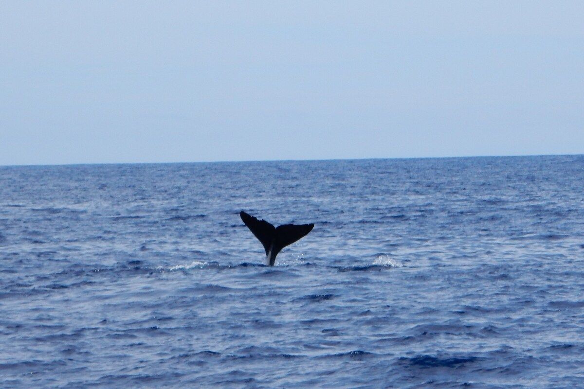 De vin van de vinvis