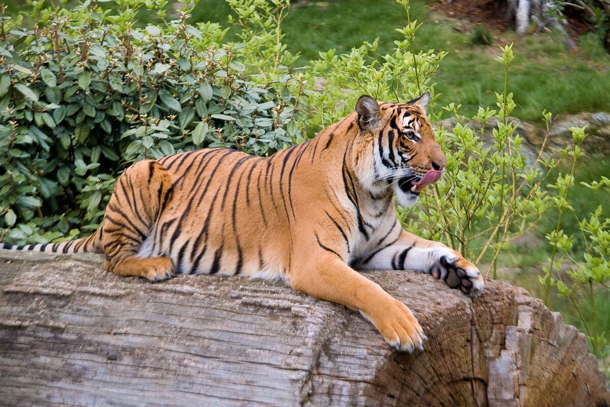 Tijger in de Berlin Zoo