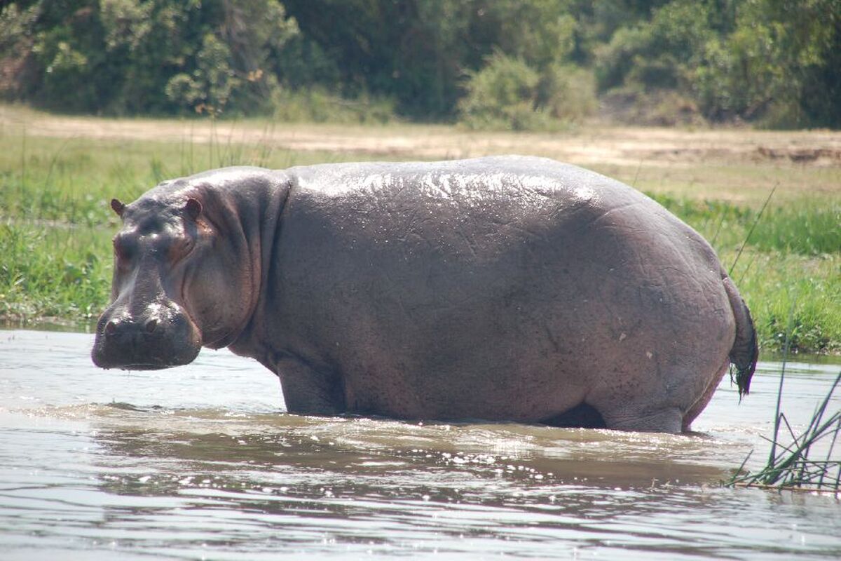 Nijlpaarden in de rivier