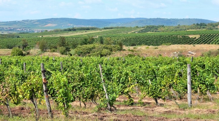 Wijngaard in wijnbouwgebied Tokaj, Hongarije