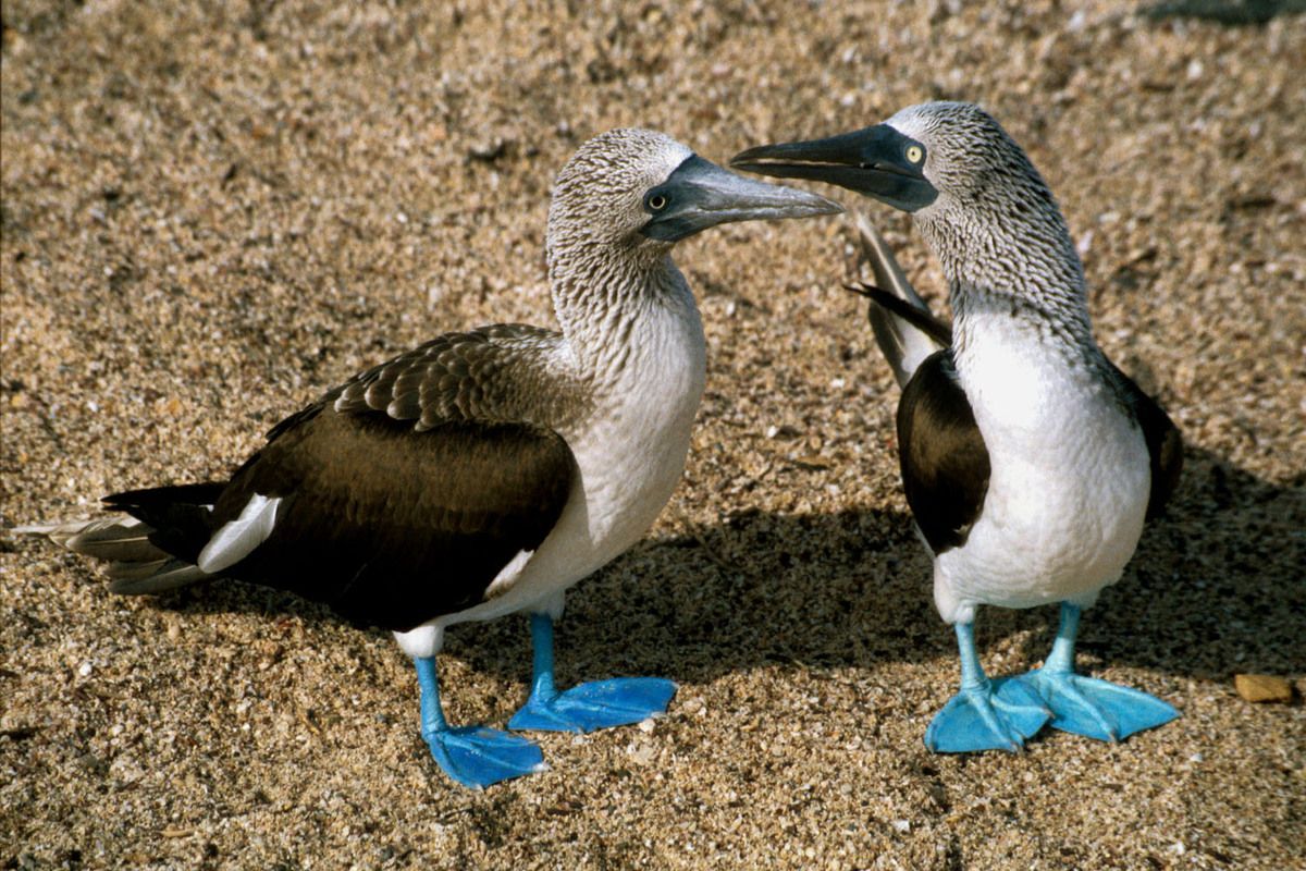 In Ecuador leven meer dan 1600 vogelsoorten