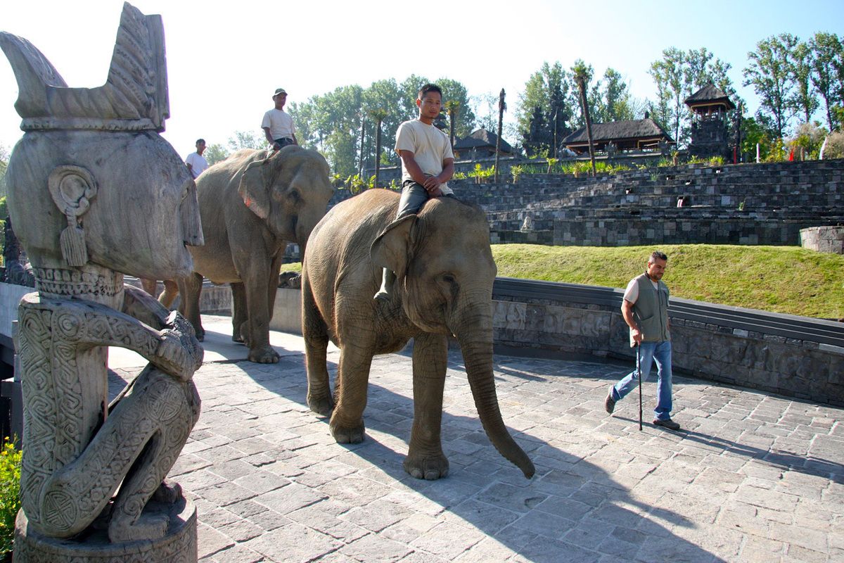 Olifantenwandeling in Pairi Daiza