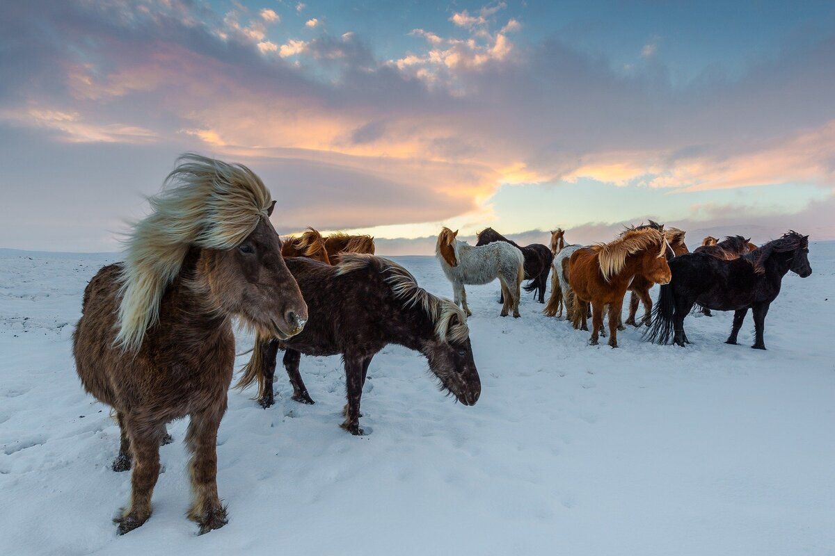 Verken IJsland op een IJslander