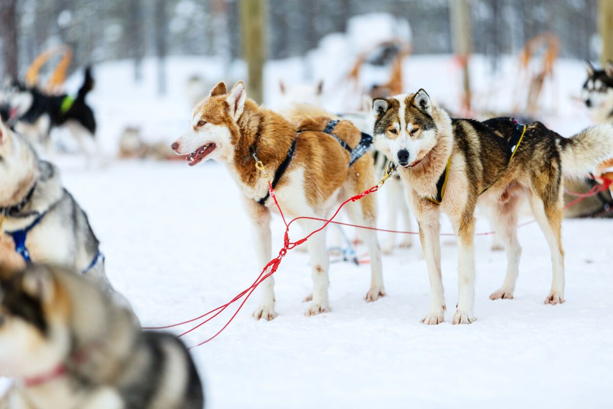 Een huskysafari in Lapland