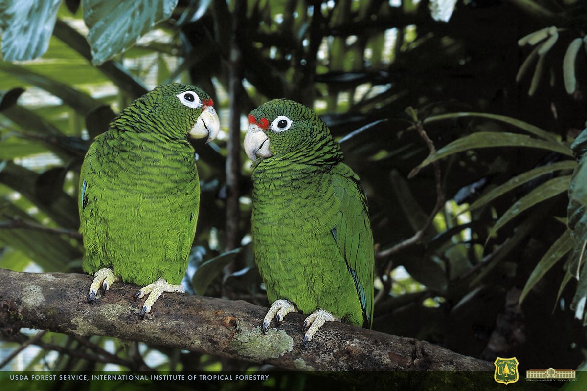 Puerto Ricaanse Amazone