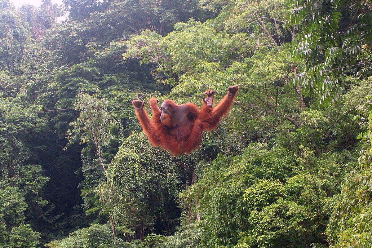 De Sumatraanse orang-oetan