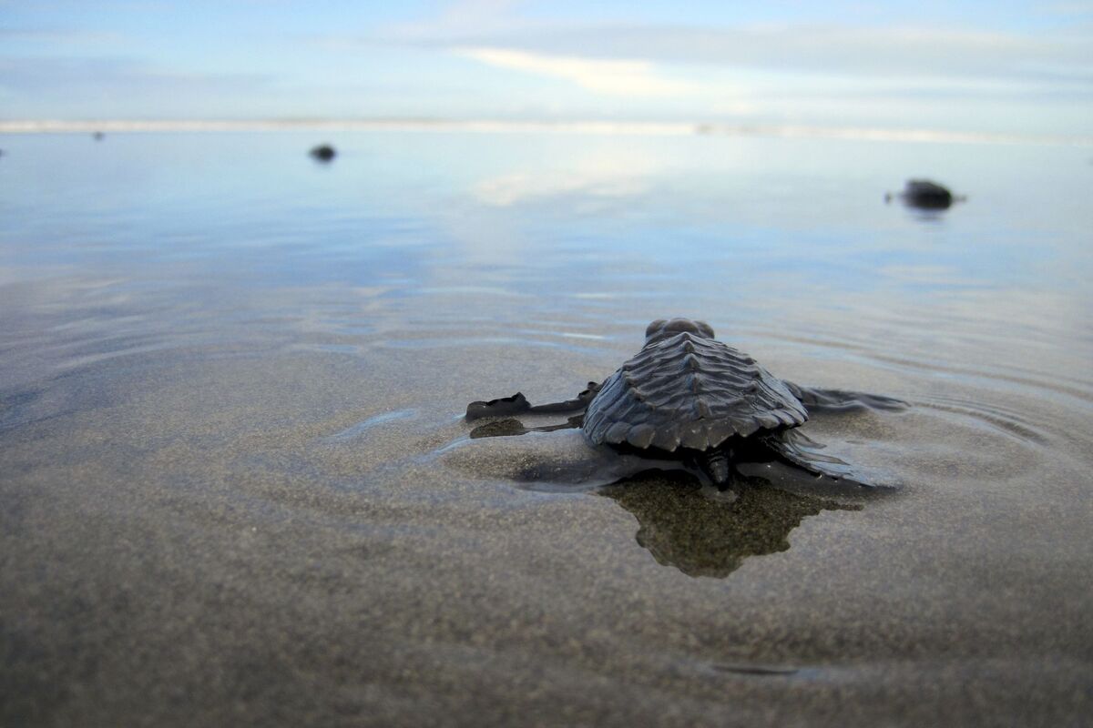 Schildpad op Costa Rica