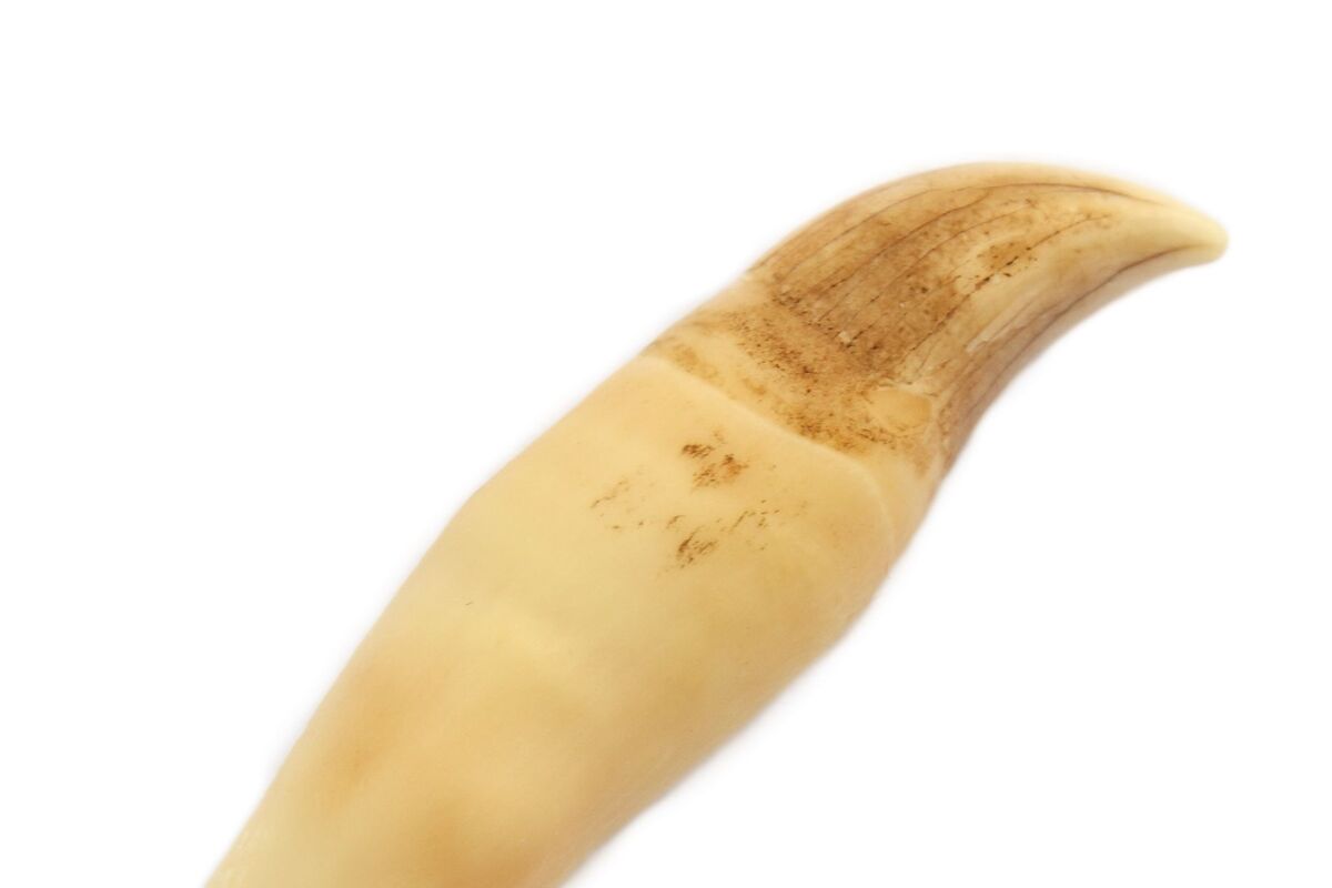 Een tabua, een walvistand