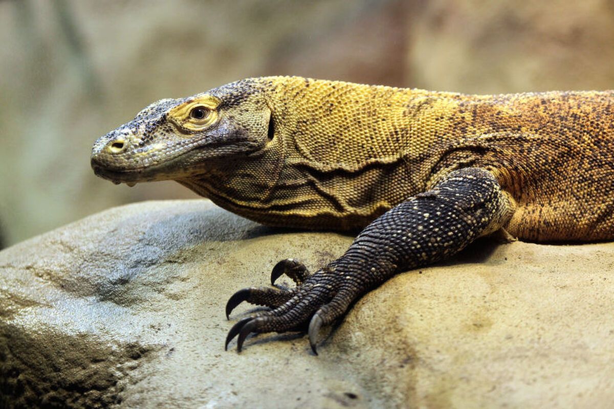 De vleesetende hagedis Komodovaraan