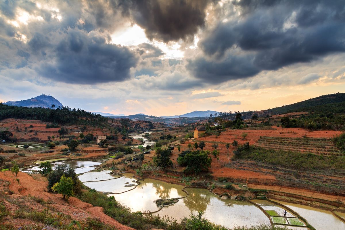 Donkere wolken boven de rijstvelden