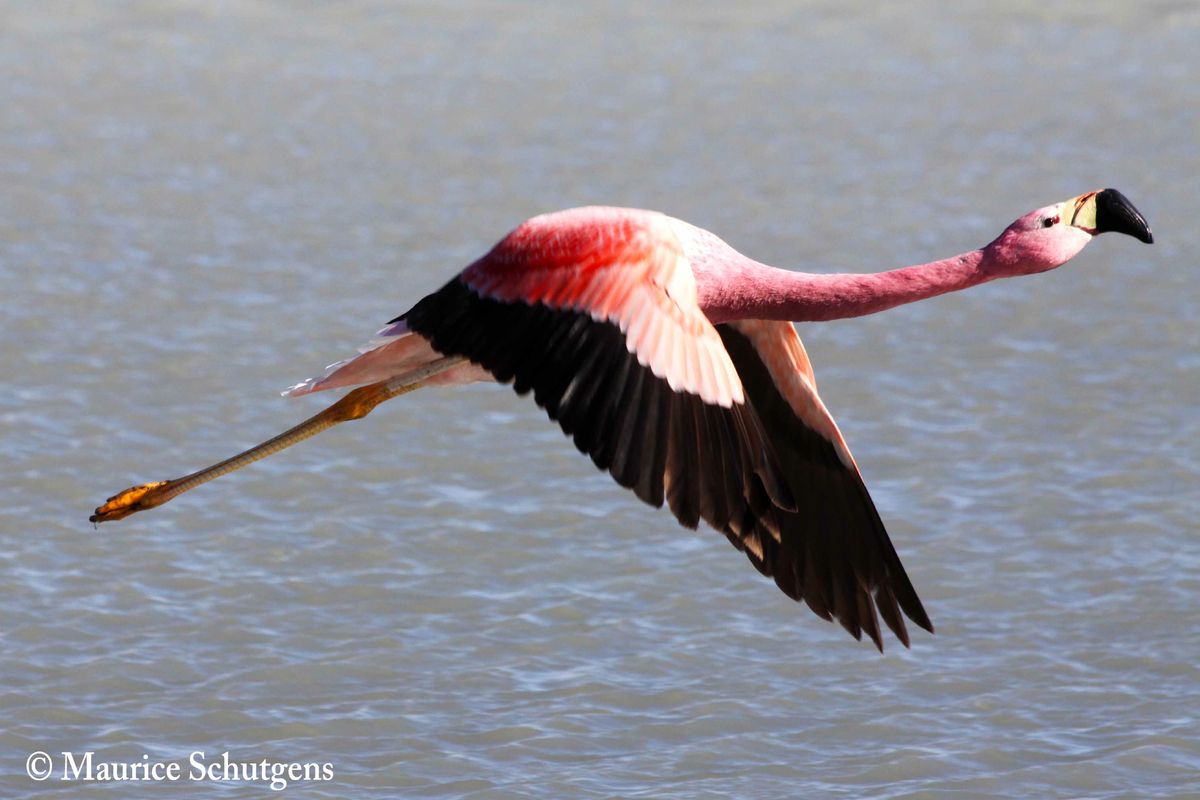 Flamingo Nevado Tres Cruces