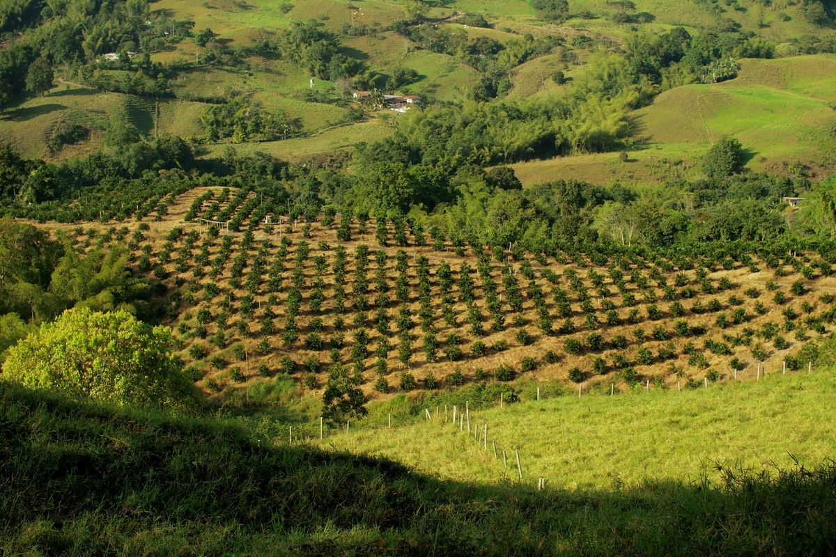 Het koffiegebied van Colombia