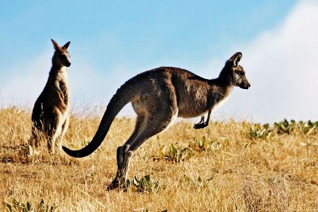 Australië van A tot Z