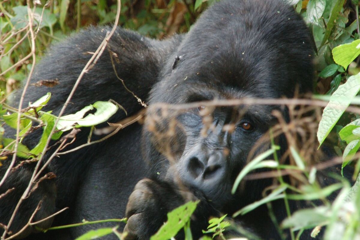 De berggorilla's van Uganda 