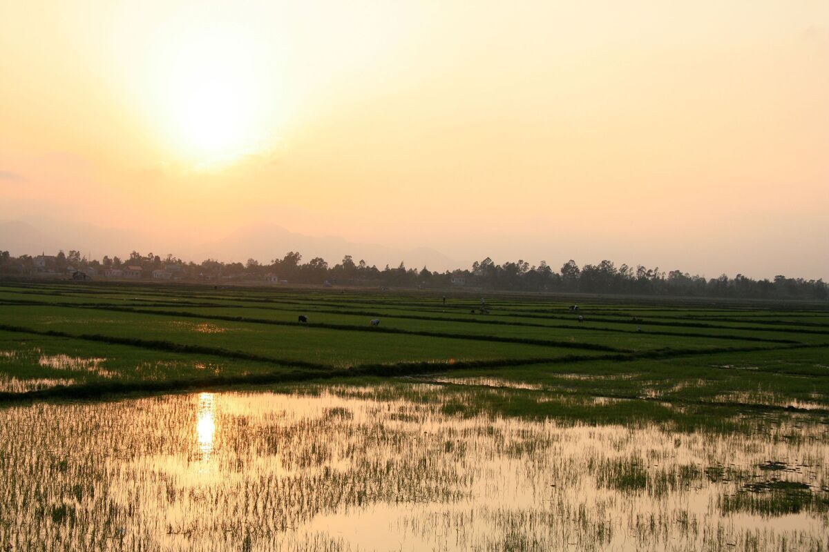 Rijstvelden van Phong Nha- Ke Bang