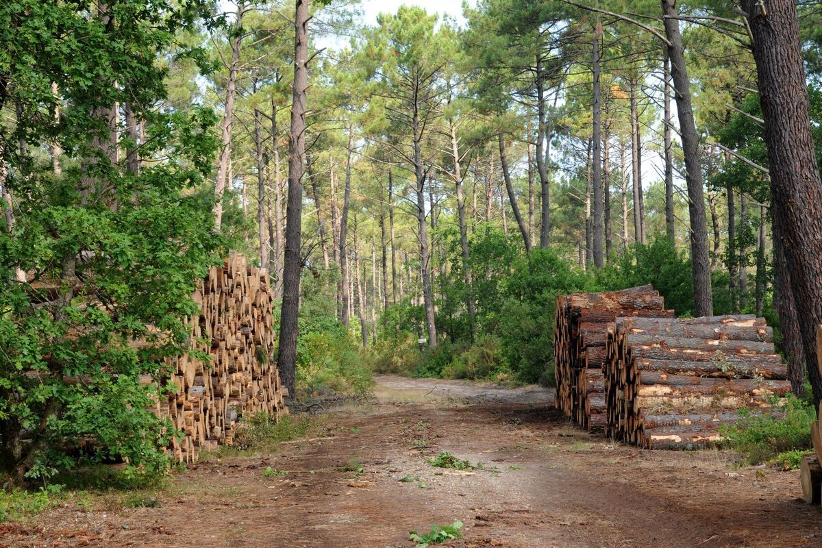 Pijnbomen La Foret, Les Landes