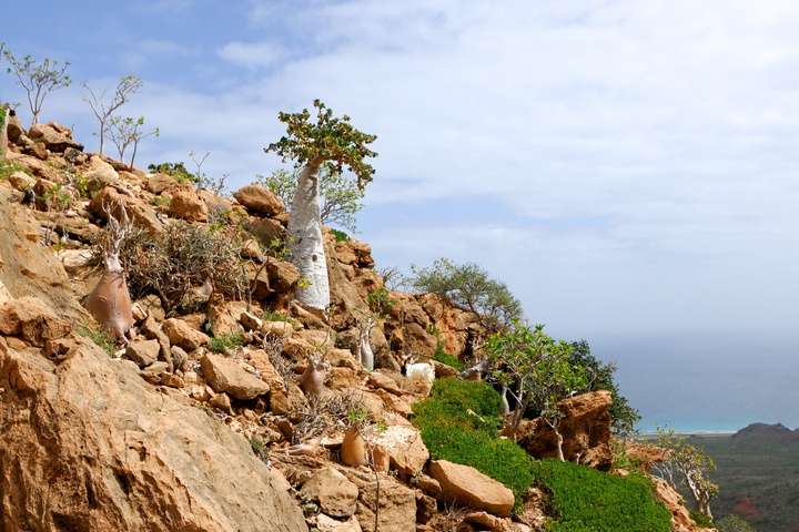 Socotra-archipel