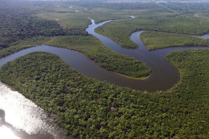 Bossen Amazonegebied