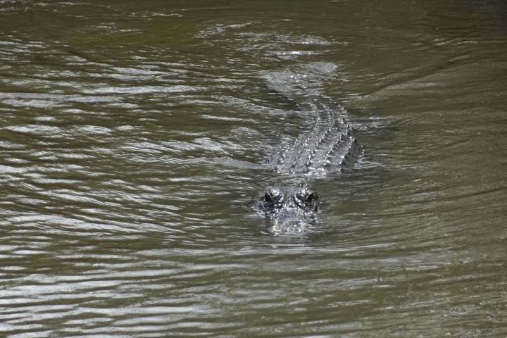 Alligator Everglades, Amerikaanse oostkust