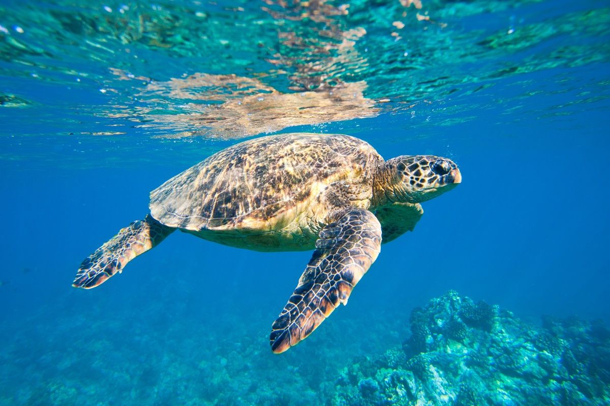 Schildpad in de Caribische Zee