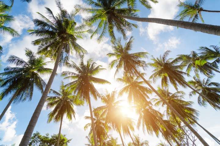 Palmbomen tegen een blauwe lucht