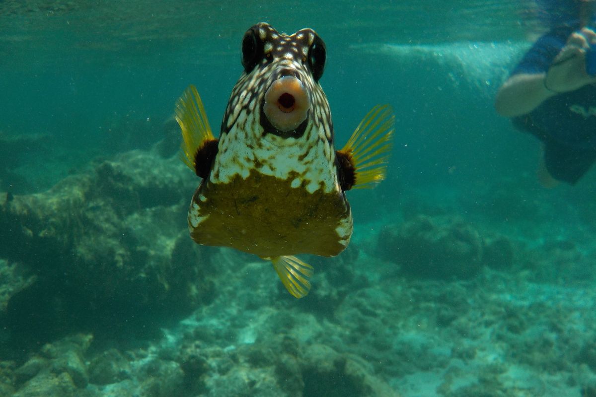 bijzondere vissen op Bonaire
