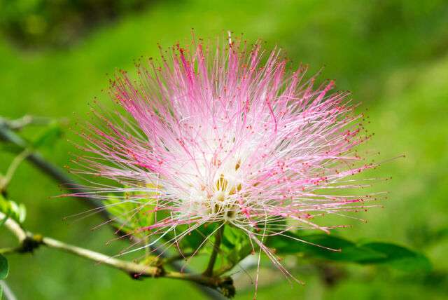 Natuurparken in Suriname
