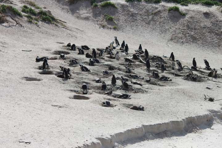 Pinguïns op Boulder Beach