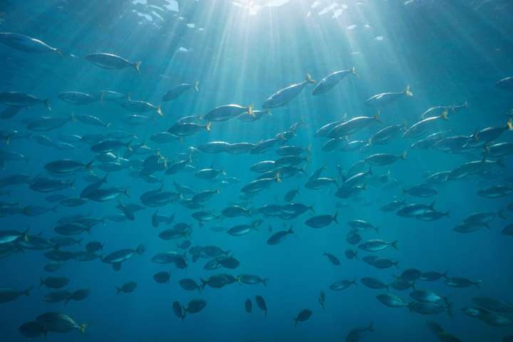 Een school met vissen