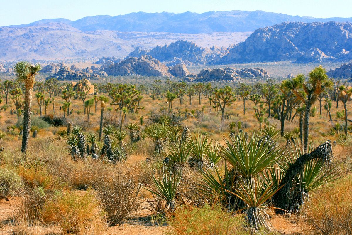 Joshua Tree National Park