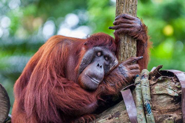 Borneose orang-oetan (Pongo pygmaeus)