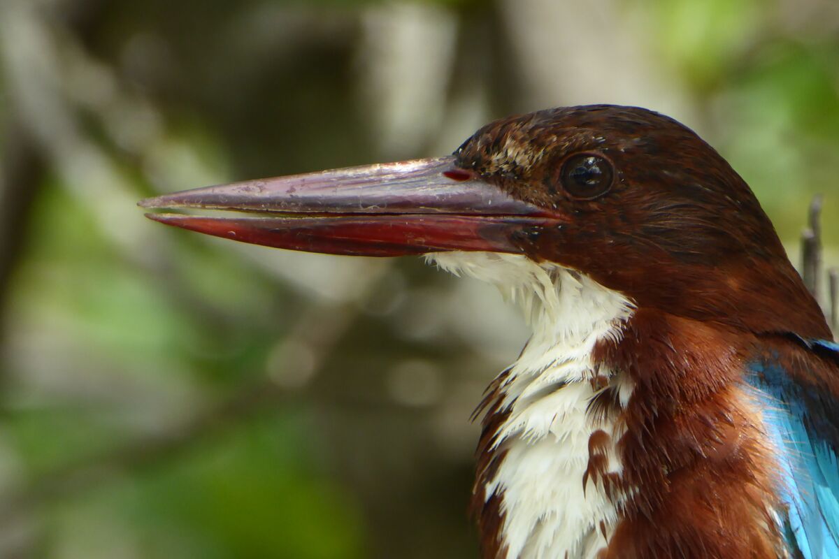 Een prachtige Kingfisher met een rode snavel