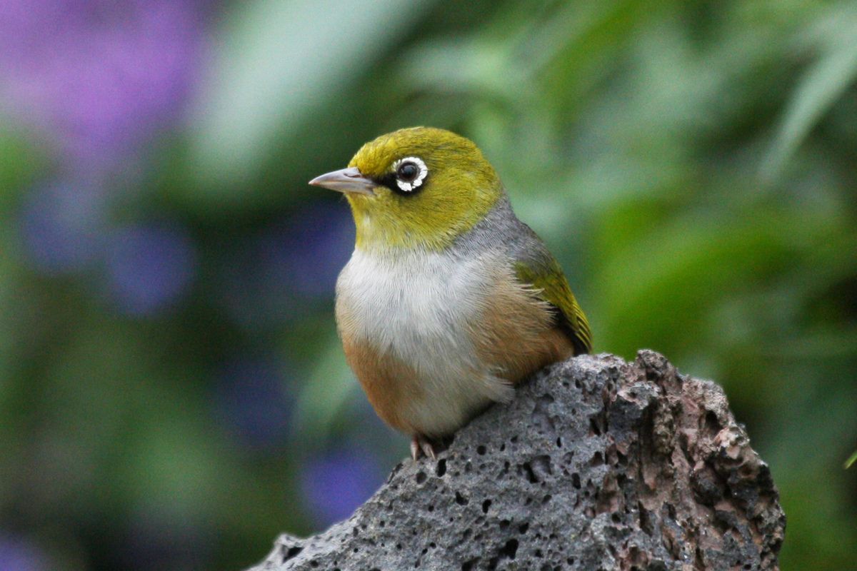 Zeldzame dieren Mauritius
